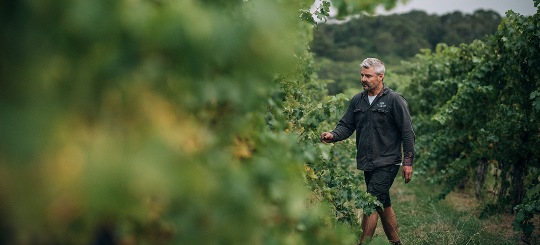 Man in vineyard